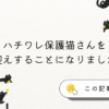 ハチワレの保護猫をお迎えする報告記事のアイキャッチ画像