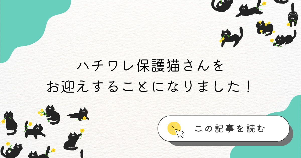 ハチワレの保護猫をお迎えする報告記事のアイキャッチ画像
